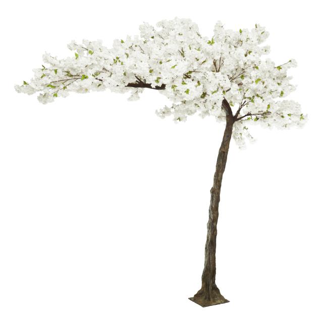 Rental store for Tree - BlossomHortensiaWhite Large, 9x7 in San Juan PR