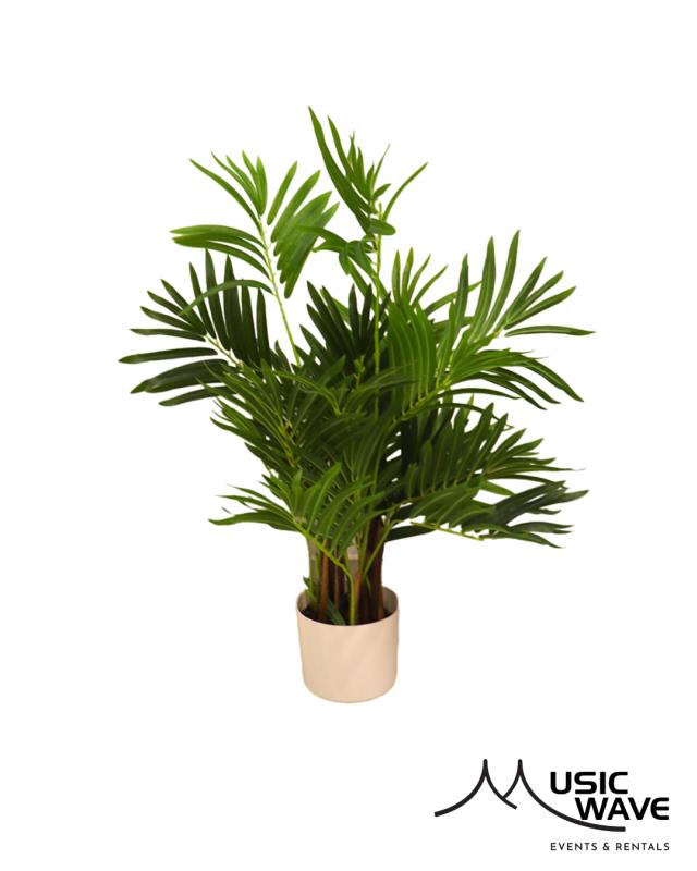 Rental store for Palm - Lady Palm  8973 in San Juan PR