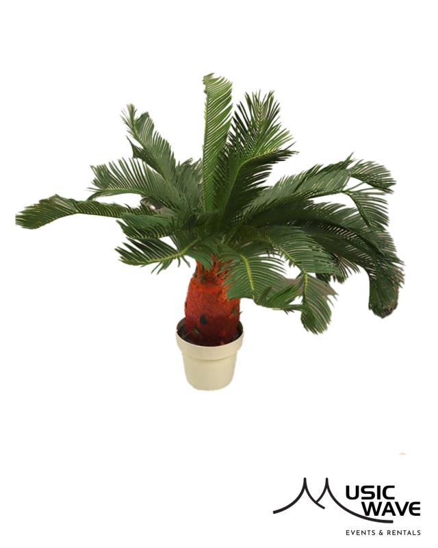 Rental store for Palm - Sago Palm  Med   8979 in San Juan PR