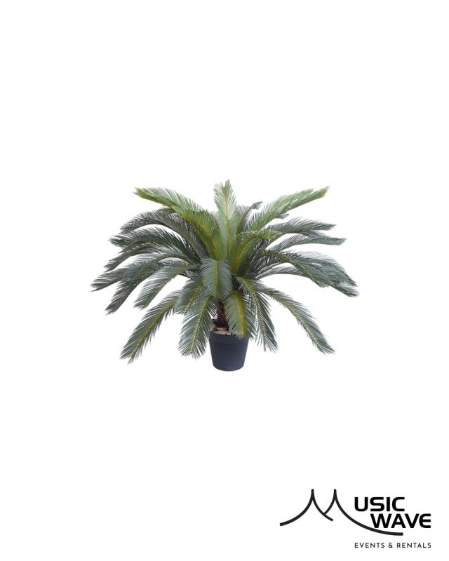 Rental store for Palm - Sago Palm  Small   8982 in San Juan PR