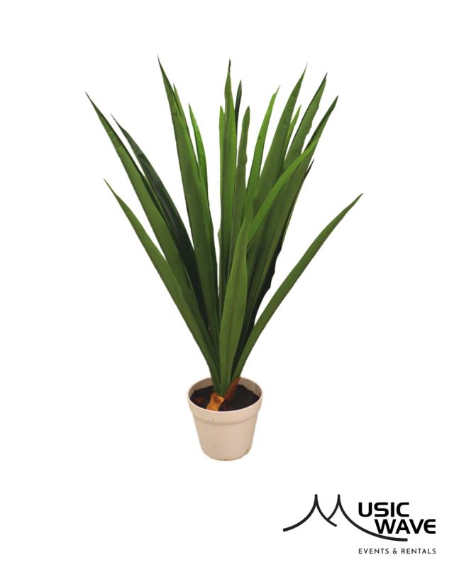 Rental store for Palm - Glorious Palm  8983 in San Juan PR