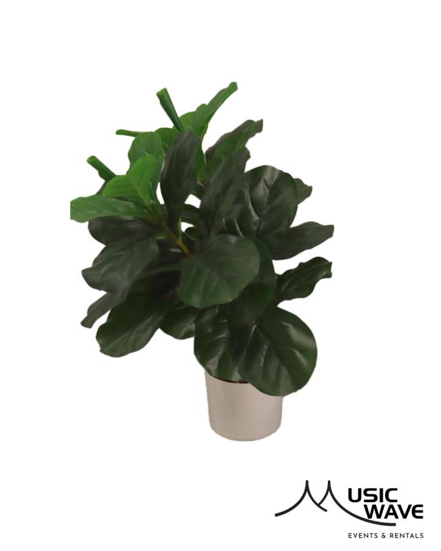 Rental store for Palm - Lyrata Palm  8984 in San Juan PR