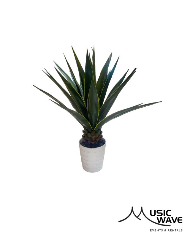 Rental store for Palm- Tucson  Agave in San Juan PR