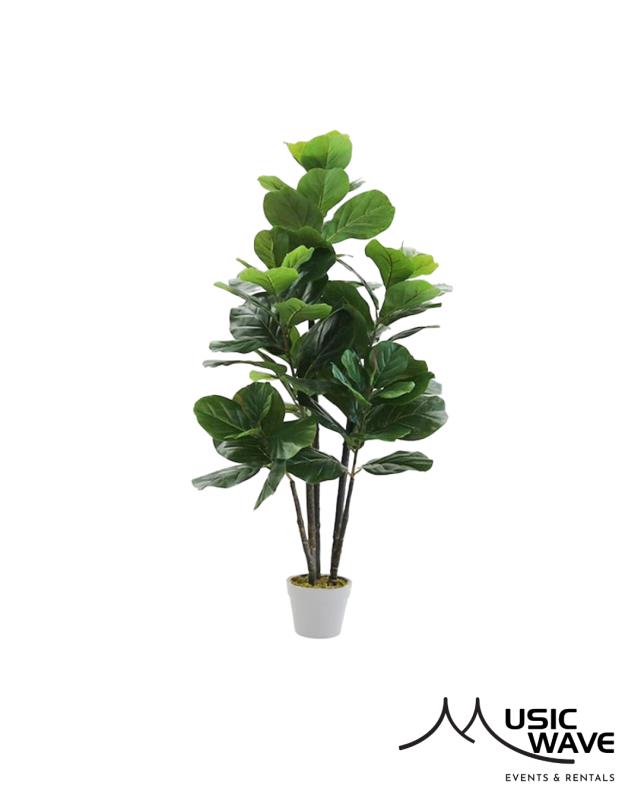 Rental store for Tree - Ficus  Rubber in San Juan PR