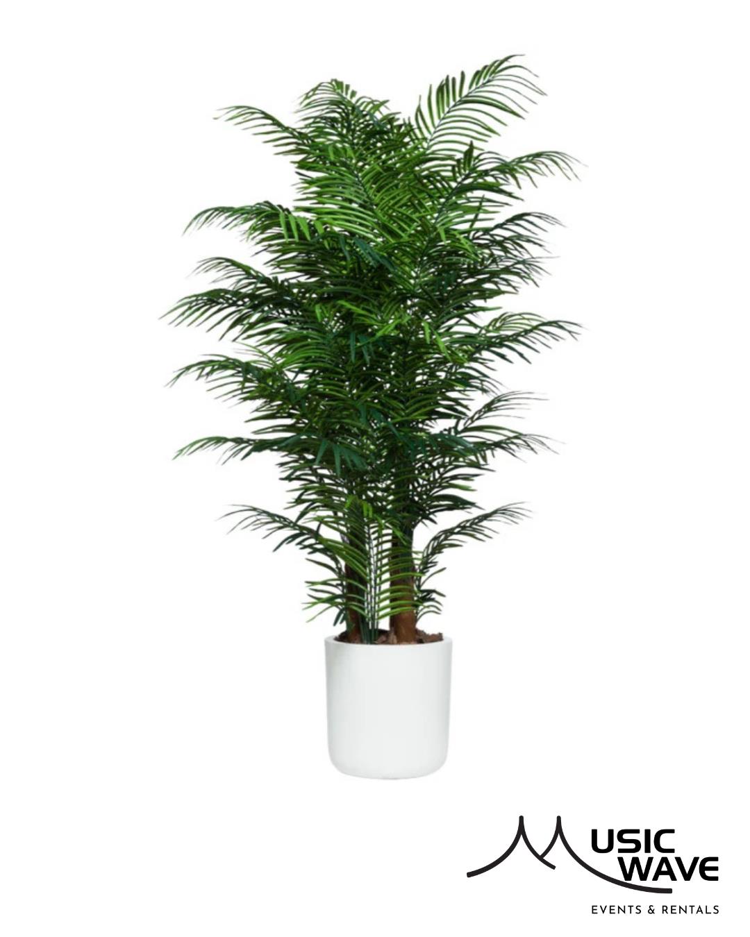 Rental store for Palm - Areca  White Pot in San Juan PR
